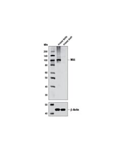 Cell Signaling Mili (D14f5) Xp Rabbit mAb