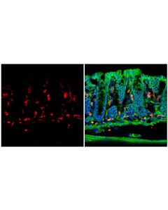 Cell Signaling Cd206/Mrc1 (E6t5j) Rabbit mAb (Alexa Fluor® 594 Conjugate)