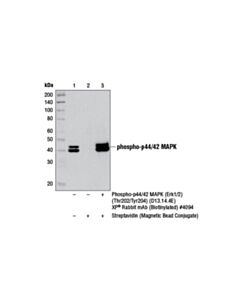 Cell Signaling Streptavidin (Magnetic Bead Conjugate)