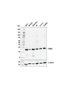 Cell Signaling PhosphoPlus ® GRB2 (Tyr160) Antibody Duet