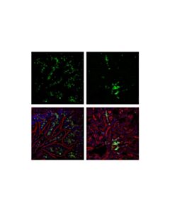 Cell Signaling CD45 (D3F8Q) Rabbit Monoclonal Antibody (Alexa Fluor ® 488 Conjugate)