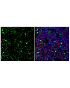 Cell Signaling Ki-67 (D3B5) Horse Chimeric mAb