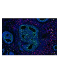 Cell Signaling E-Cadherin (24E10) Rabbit Monoclonal Antibody (Alexa Fluor ® 750 Conjugate)