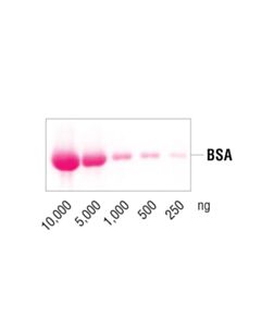 Cell Signaling Ponceau S Staining Solution