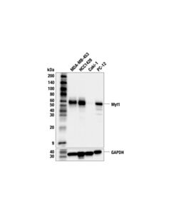 Cell Signaling Myt1 (F4I2F) Rabbit mAb; 20 µl