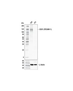 Cell Signaling Cd31 (Pecam-1) (D8v9e) Xp Rabbit mAb (Hrp Conjugate)