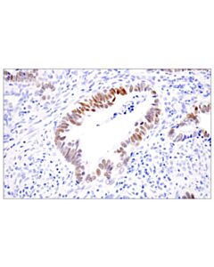 Cell Signaling ELF3 (F6Z8R) Rabbit mAb (BSA and Azide Free)