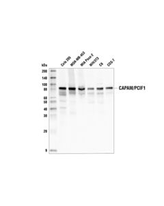 Cell Signaling Capam/Pcif1 (E8b1b) Rabbit mAb