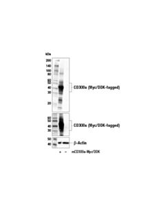 Cell Signaling Cd300a Antibody