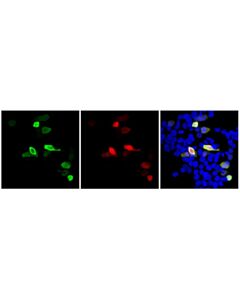 Cell Signaling mCherry (E5D8F) Feline Chimeric mAb; 20 µl