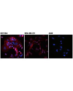 Cell Signaling Pd-L1 (Extracellular Domain Specific) (D8t4x) Rabbit mAb (Alexa Fluor 594 Conjugate)