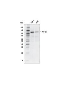 Cell Signaling Hif-2alpha (D6t8v) Rabbit mAb