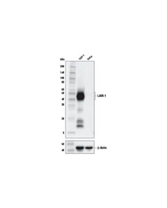 Cell Signaling Lair-1 (E7x6i) Xp Rabbit mAb