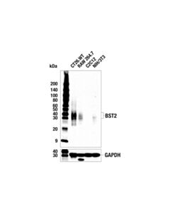 Cell Signaling Bst2 (E5d1z) Rabbit mAb