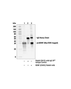 Cell Signaling Bdnf (E5h5c) Rabbit mAb