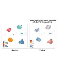 Cell Signaling Phospho-Stat6 (Tyr641) (D8S9Y) Rabbit mAb (InTraSeq™ 3 Conjugate 3101); 25 µl