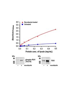Cell Signaling Pathscan Phospho-Plk1 (Thr210) Sandwich ELISA Kit