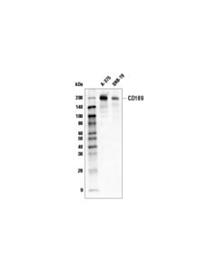 Cell Signaling Cd109 (E8l2w) Rabbit mAb (Biotinylated)
