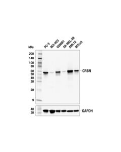 Cell Signaling CRBN (F4I7F) Rabbit mAb
