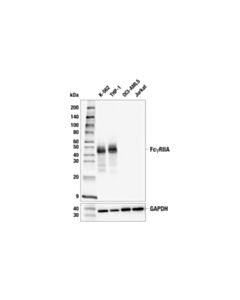 Cell Signaling Fcgammariia (E3k8u) Rabbit mAb