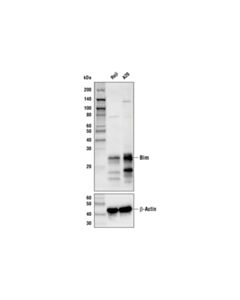 Cell Signaling Bim (C34c5) Rabbit mAb (Biotinylated)