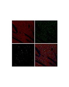 Cell Signaling c-Fos (E2I7R) XP ® Horse Chimeric mAb
