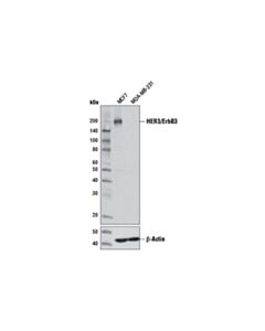 Cell Signaling Her3/Erbb3 (D22c5) Xp Rabbit mAb (BSA And Azide Free)
