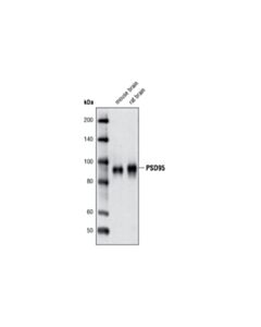 Cell Signaling Psd95 (D74d3) Xp ® Rabbit mAb (BSA And Azide Free)