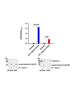 Cell Signaling PathScan® RP Cleaved Gasdermin D (Gly277) Sandwich ELISA Kit; 1 Kit