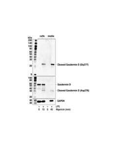 Cell Signaling Cleaved Gasdermin D (Gly277) (F8K1V) Rabbit mAb