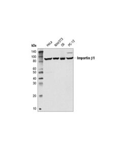 Cell Signaling Importin beta1 (E1F1G) Rabbit mAb 20 uL