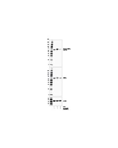 Cell Signaling Dorsomorphin (Compound C)