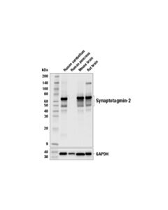 Cell Signaling Synaptotagmin-2 Antibody