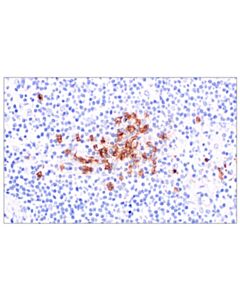 Cell Signaling FcγRIIIB/CD16B (F2D8G) Rabbit mAb; 100 µl