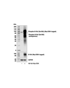 Cell Signaling Phospho-B-Raf (Ser365) (F6P2S) Rabbit Monoclonal Antibody