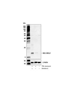 Cell Signaling Xcl1/Xcl2 Antibody