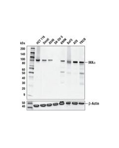 Cell Signaling IKKalpha (D3W6N) Rabbit mAb 20 uL