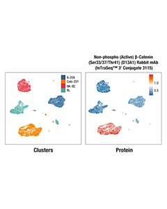 Cell Signaling Non-phospho (Active) β-Catenin (Ser33/37/Thr41) (D13A1) Rabbit mAb (InTraSeq™ 3 Conjugate 3115); 25 µl