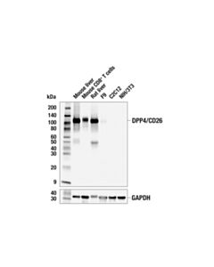 Cell Signaling Dpp4/Cd26 (E2v5i) Rabbit mAb