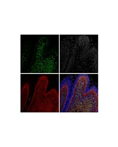 Cell Signaling NeuN (D4G4O) XP ® Horse Chimeric mAb