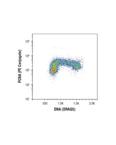 Cell Signaling Pcna (D3h8p) Xp Rabbit mAb (PE Conjugate)