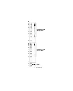 Cell Signaling Semaphorin-4d/Cd100 (E5c3b) Xp ® Rabbit mAb (BSA And Azide Free)