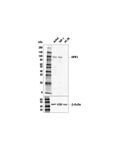 Cell Signaling Hpk1 (E1c3l) Rabbit mAb (Biotinylated)