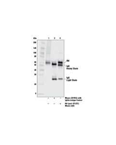 Cell Signaling Mouse (E5y6q) mAb Igg2a Isotype Control