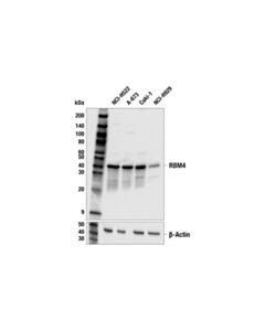 Cell Signaling RBM4 (E1Y2G) Rabbit mAb 20 uL