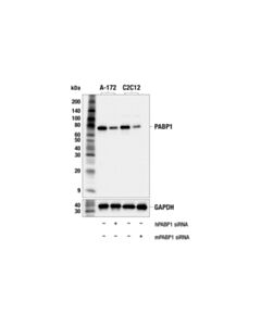 Cell Signaling PABP1 (F7U7U) Rabbit mAb