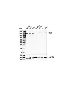Cell Signaling Pfas Antibody