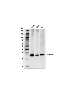 Cell Signaling SIGMAR1 (D4J2E) Rabbit mAb 20 uL