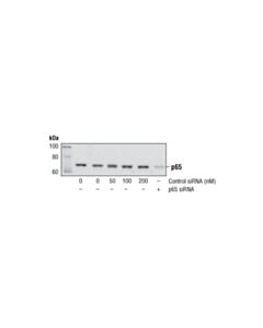 Cell Signaling Signalsilence Control Sirna (Fluorescein Conjugate)