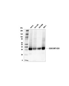 Cell Signaling Cox1/Mt-Co1 Antibody